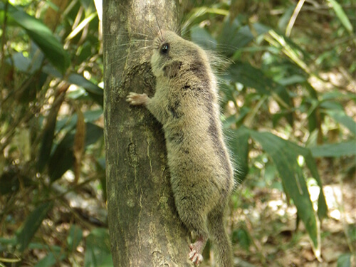 森林・草原や水辺の自然環境を守る活動や研究を助成しています。