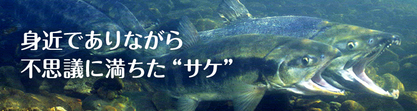 身近でありながら不思議に満ちた“サケ”