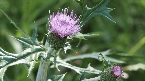 アザミの花とハチ