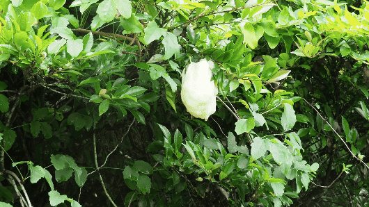 モリアオガエルの卵塊