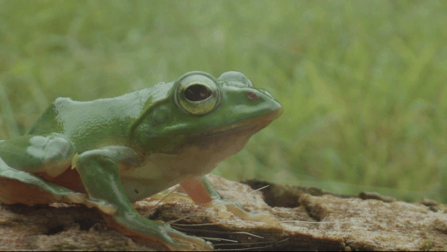 シュレーゲルアオガエル