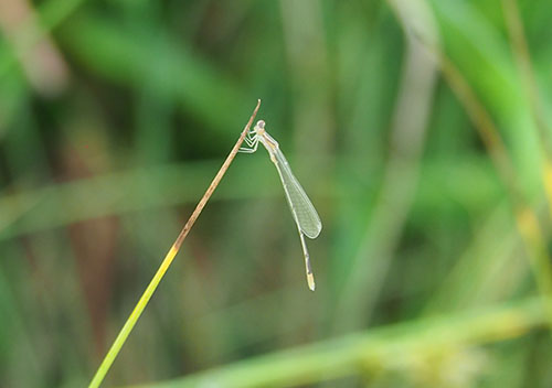 イトトンボ（イトトンボ科）