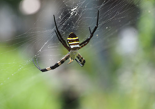 コガネグモ(コガネグモ科)