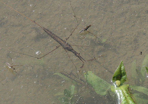 ミズカマキリ（タイコウチ科）