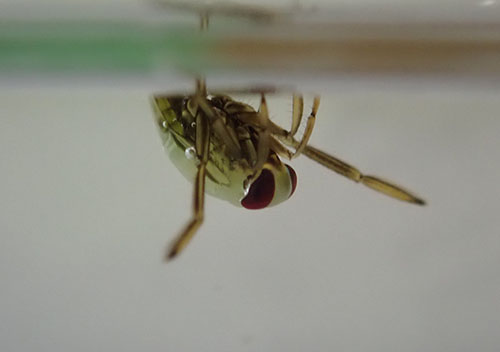 マツモムシ（マツモムシ科）