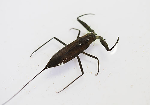 タイコウチ（タイコウチ科）