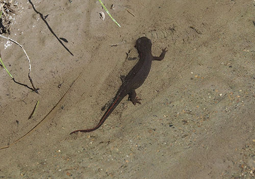 アカハライモリ（イモリ科）