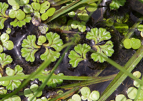 イチョウウキゴケ（ウキゴケ科）