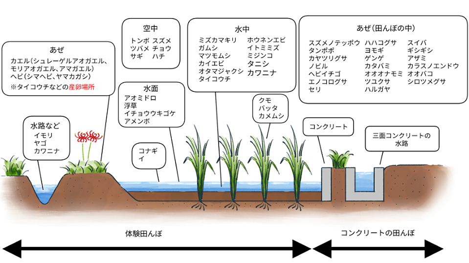 体験田んぼとコンクリート田んぼとのちがい