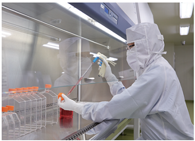 細胞培養の様子